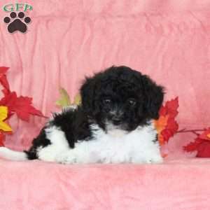Donald, Bich-Poo Puppy